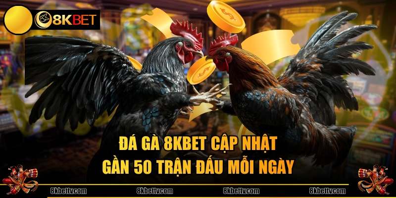 Đá gà 8KBET cập nhật gần 50 trận đấu mỗi ngày